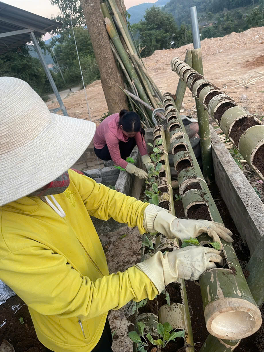 SÁNG TẠO TRỒNG RAU TRÊN GIÁ LÀM TỪ CÂY TRE